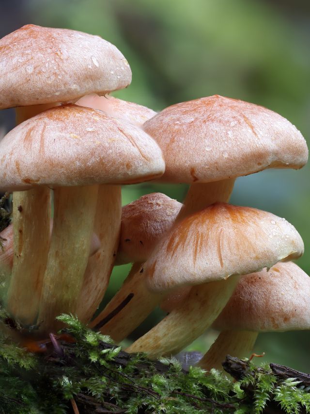 How to Grow Microgreens at Home: A Complete Beginner’s Guide