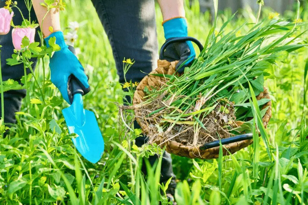 Permanent Control of Invasive Weeds: A Practical Long-Term Eradication Guide