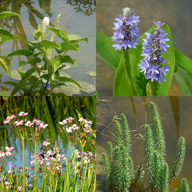 Bring Your Garden Pond Back to Life with Trusted Cleaning Services in Surrey