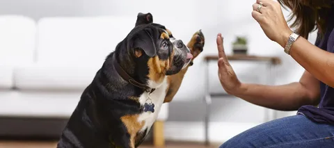 Dog Behavior Correction Services for Lasting Results